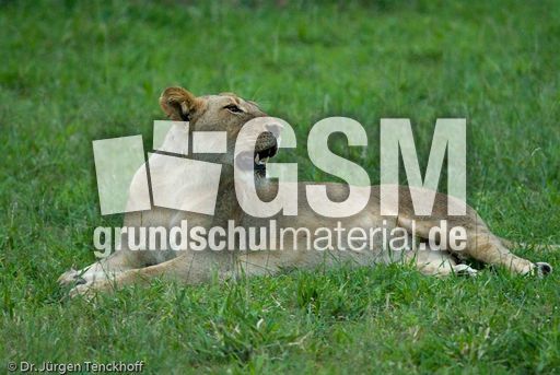 Löwen (48 von 69).jpg